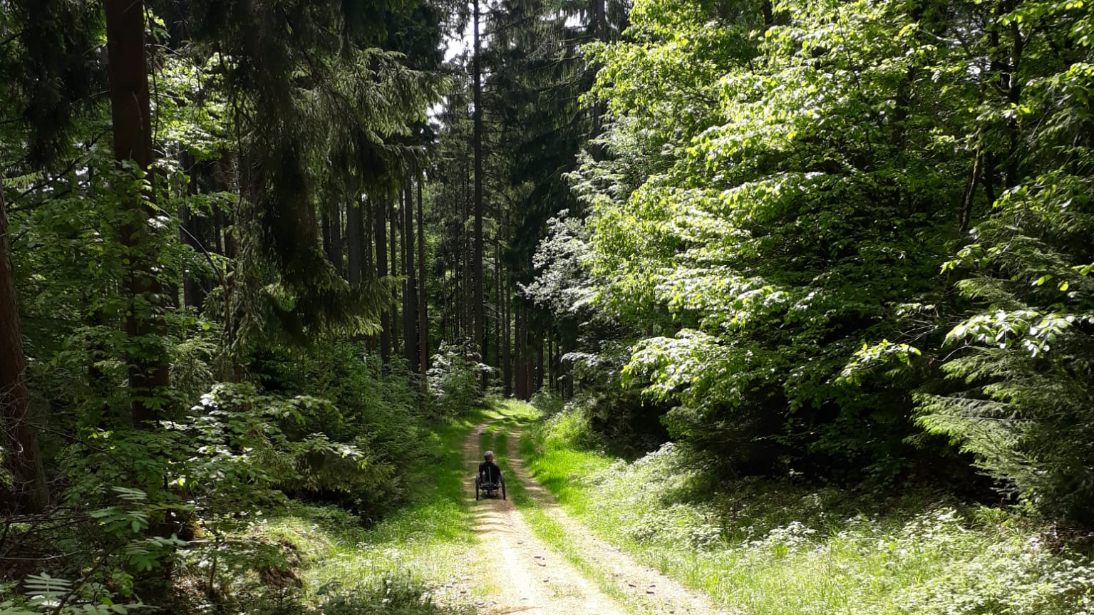 Ein Wanderweg führt in den Wald. Martin Fischer fährt mit seinem Handbike durch den Wald.